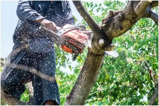 tree services Williamsport